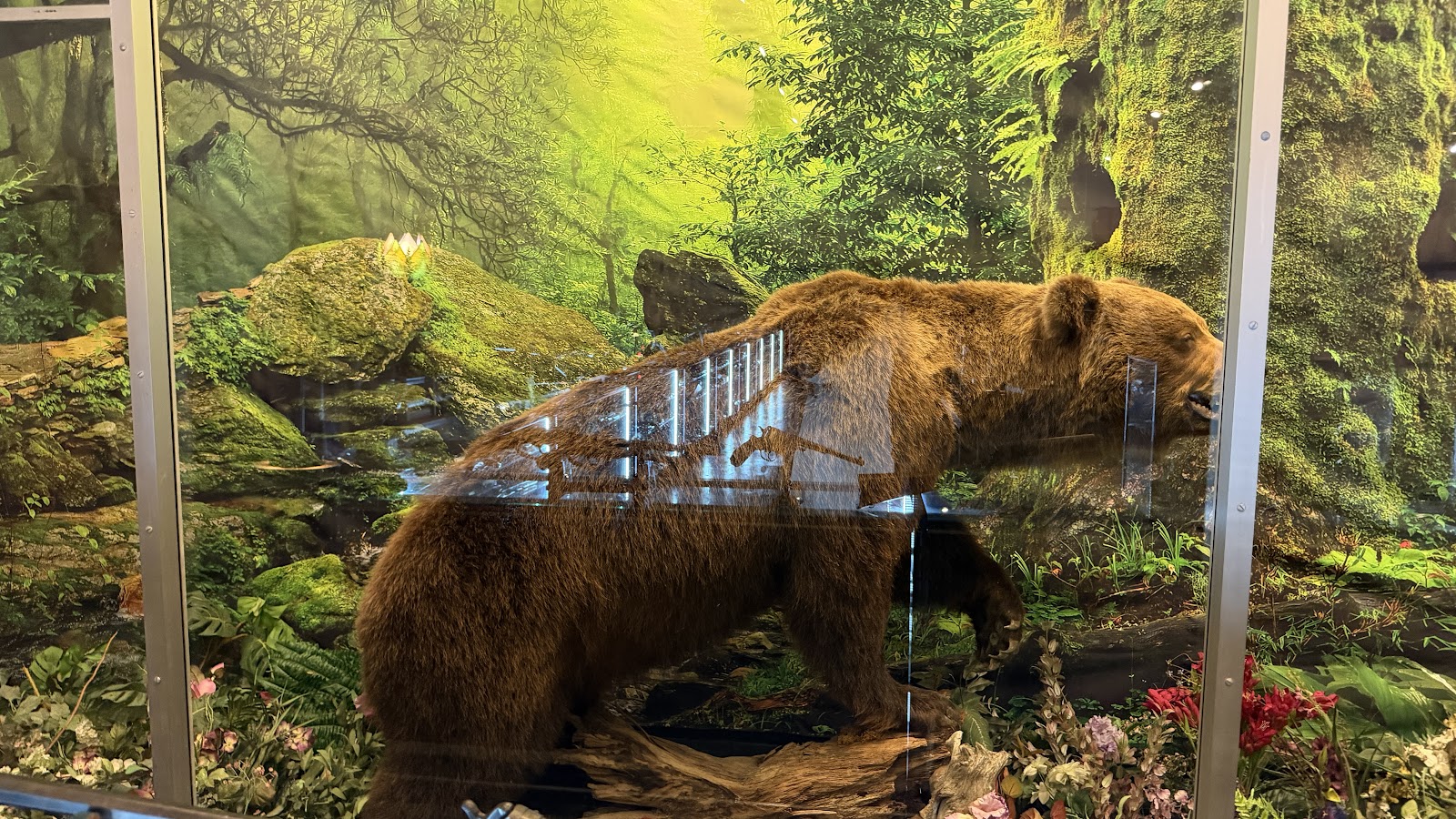 Mounted grizzly bear in a diorama case